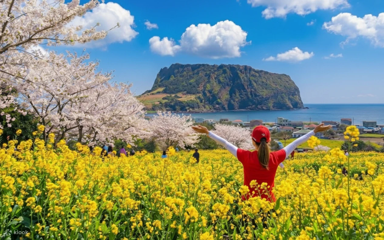 Jeju East tour highlights — signature canola fields with Seongsan Ilchulbong