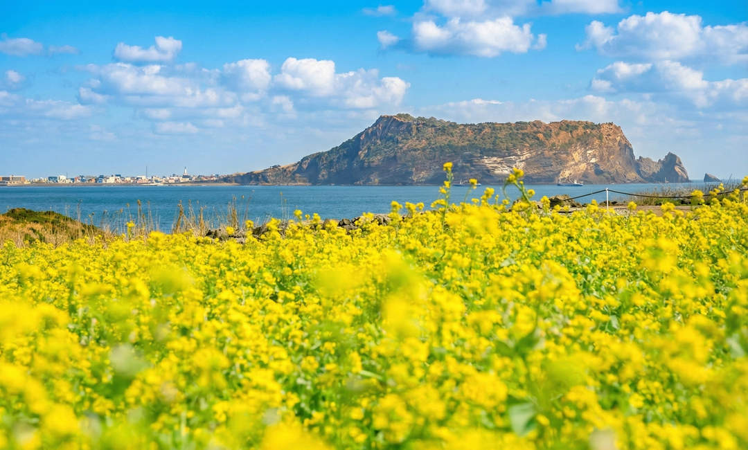 Canola fields