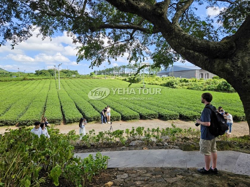 O'sulloc green tea fields